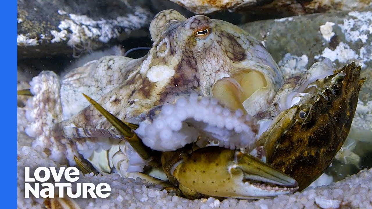 Giant Octopus Hunts and Crushes Crab Alive | Close Up