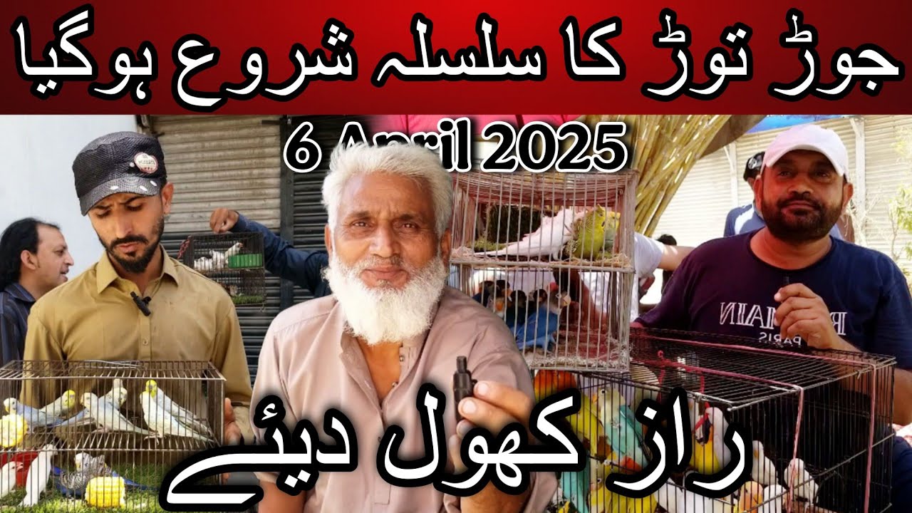Lalukhet birds market part 1 6 April 2025 | Cheapest price birds market in karachi pakistan