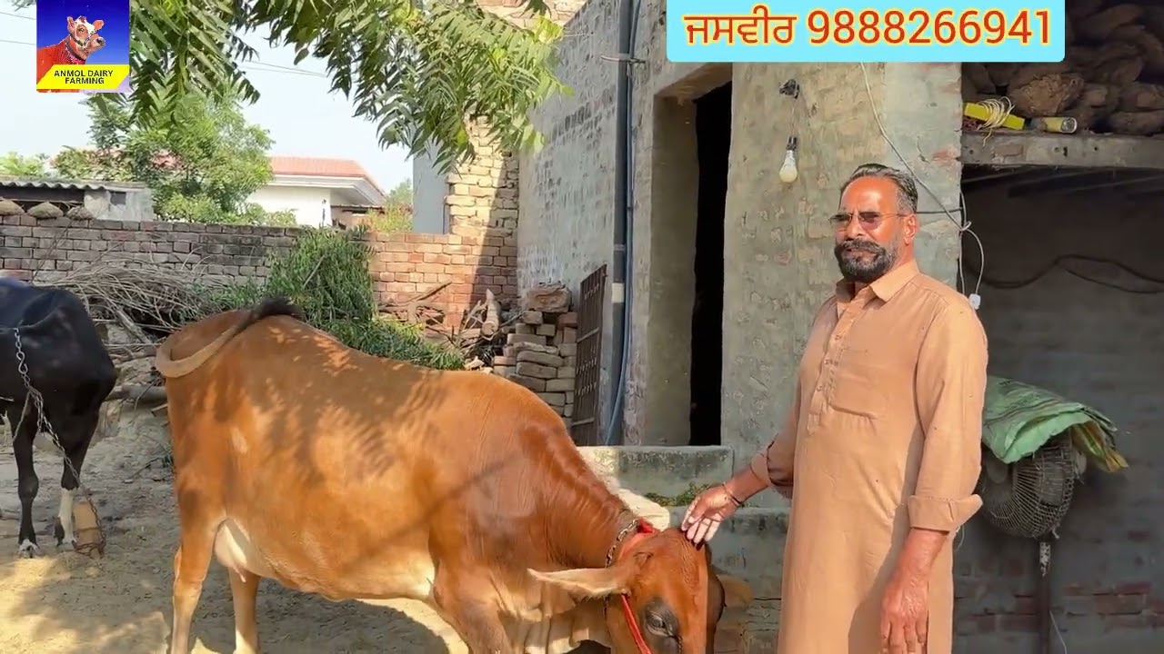 ਪੰਜਾਬ ਵਾਲੀ ਗੱਭਣ ਖੀਰੀ ਜਰਸੀ ਵੈਹੜ ਵਿਕਾਊ ਬਾਈ ਦੇ ਘਰ ਦੀ #anmoldairyfarming 