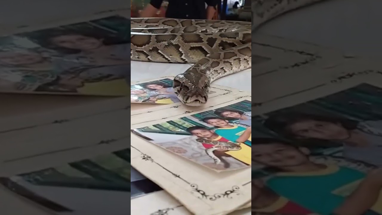 Do you know there is a snake temple in Penang, Malaysia, you can pet them there 🐍 #travel2023