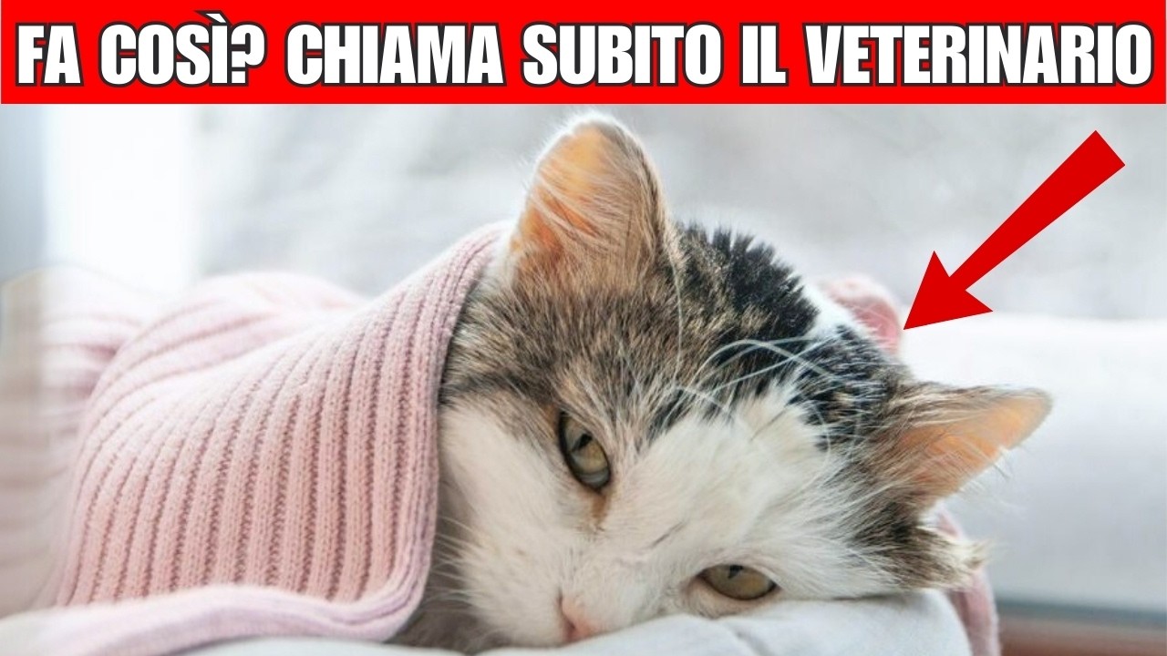 Il tuo gatto è in pericolo? 16 segni che devi chiamare il veterinario SUBITO