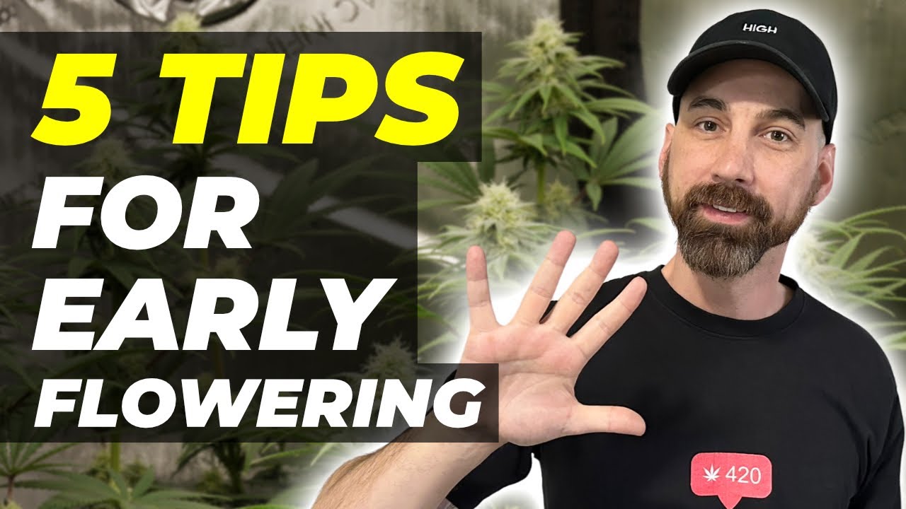 5 Tips For The Cannabis Early Flowering Stage