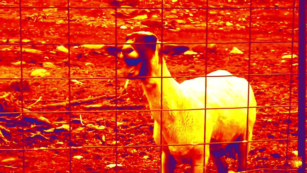 Goat (actually a goat-like sheep) screaming but this is WAYTOOLOUD