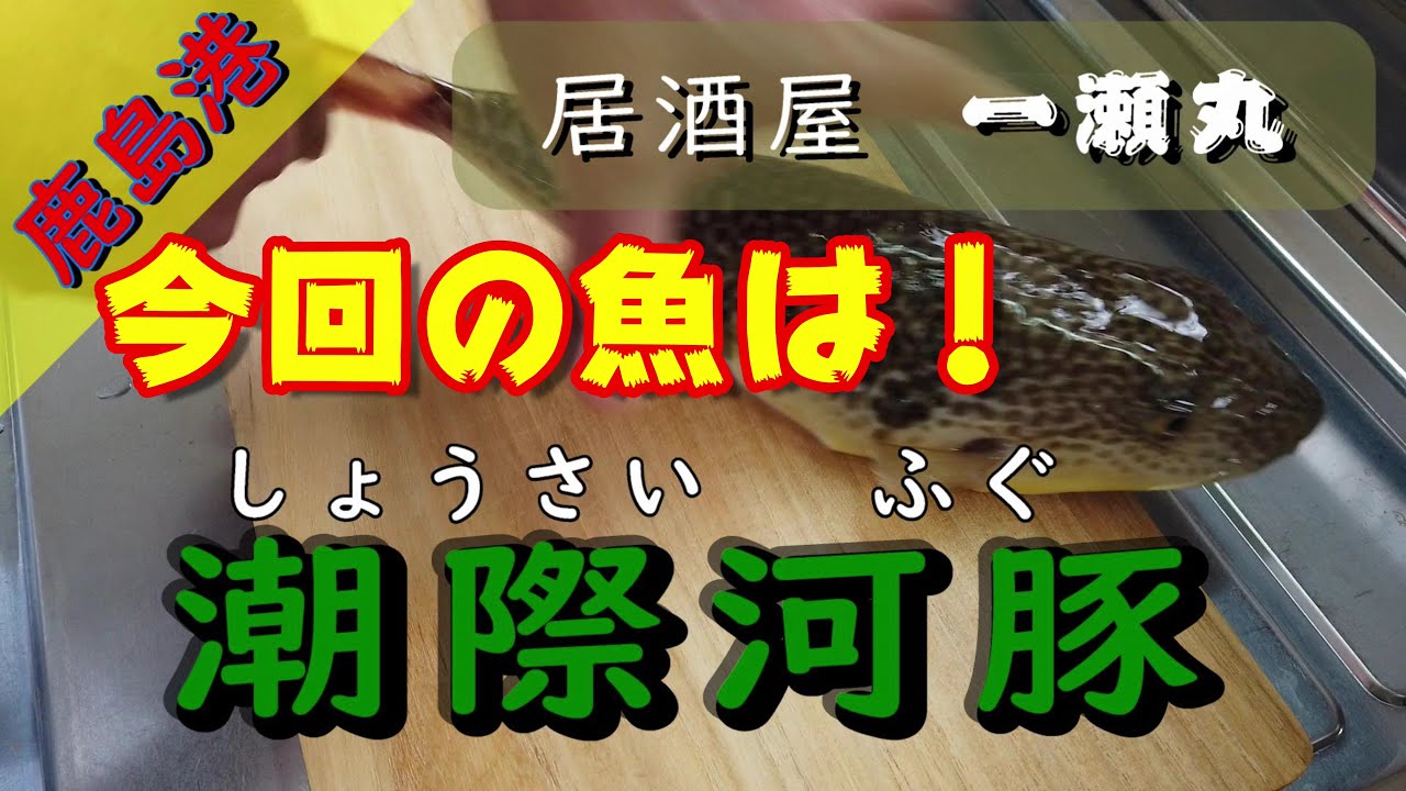 【猛毒毒魚を食らう！】現役船長がショウサイフグをさばく！旨い酒の肴に仕上げる。。。
