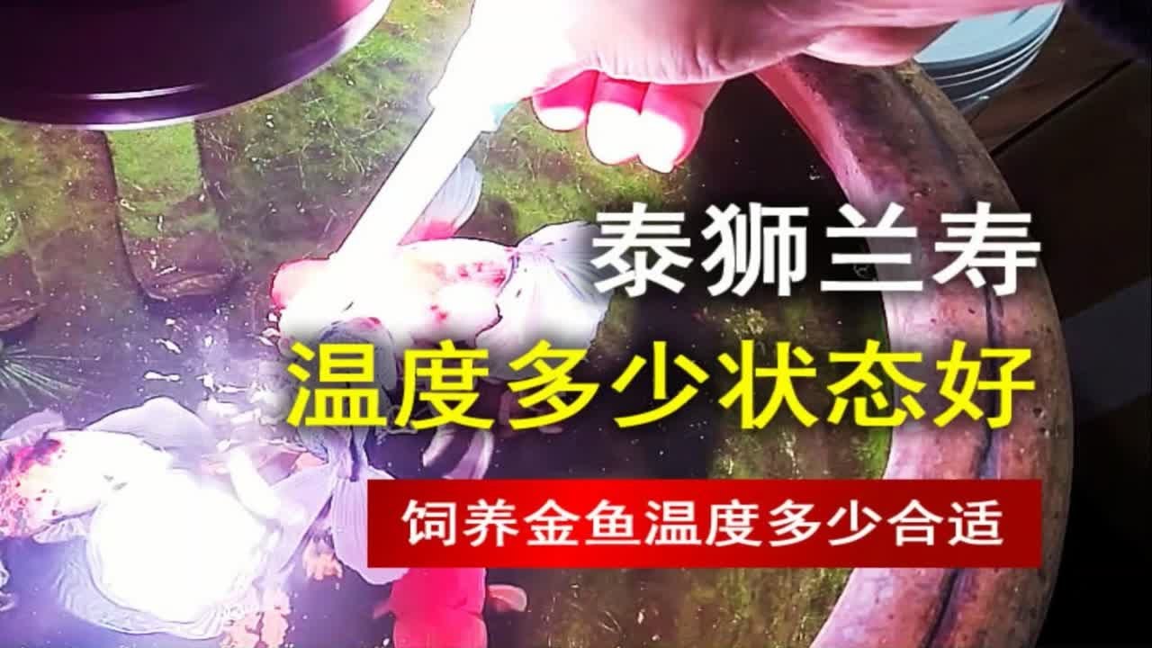 泰狮兰寿温度多少状态好，能不能低温养兰寿泰狮这类金鱼