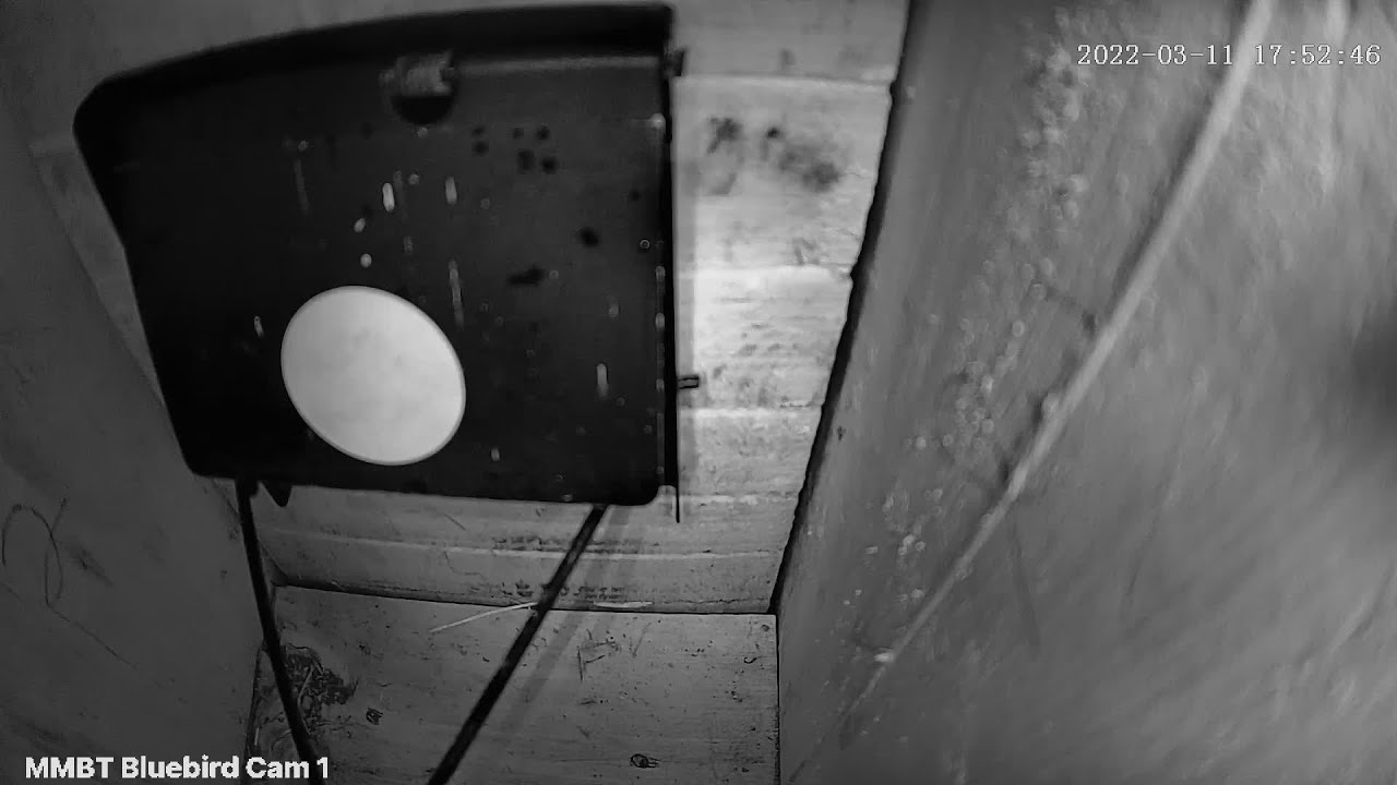 Installed the Van Ert Sparrow Trap. Watch how it works.