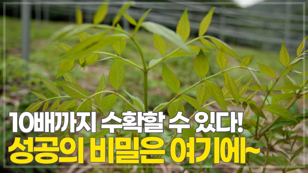 두릅 묘목이냐 VS 종근이냐, 진짜 전문가는 어떤 것을 추천할까? 두릅 재배 성공 노하우!