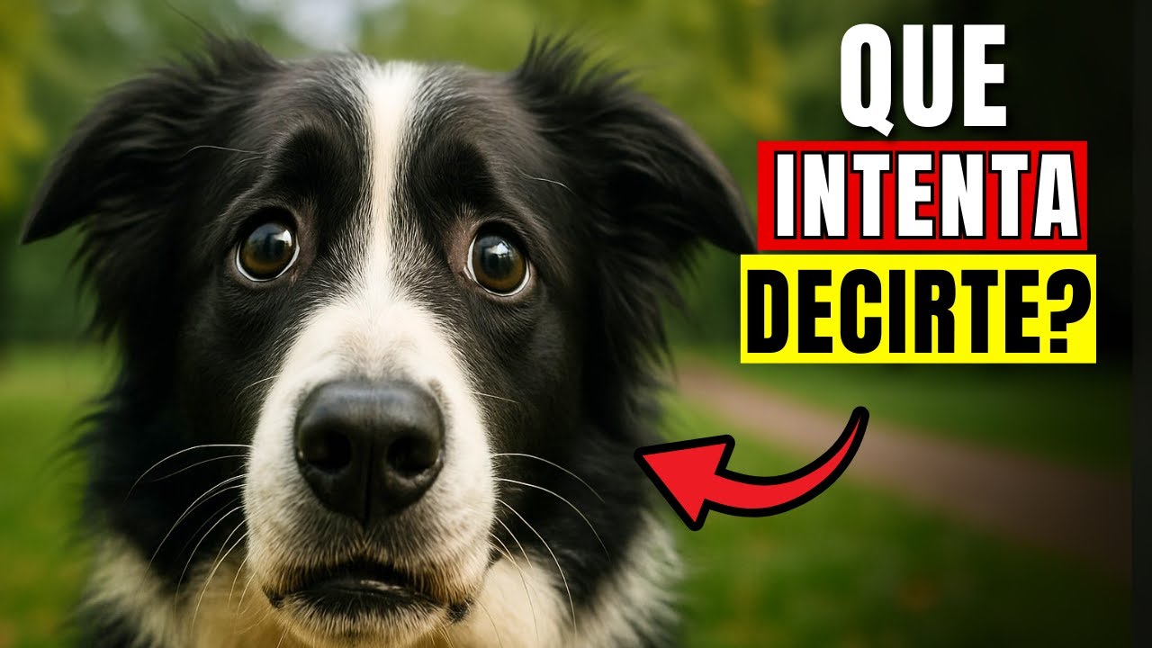 15 Cosas que Tu Perro INTENTA decirte