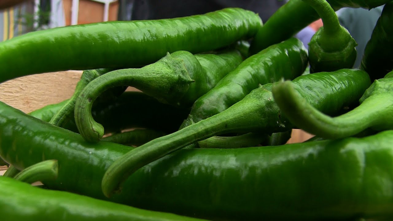 Le piment doux d'Anglet : l'autre piment du Pays basque