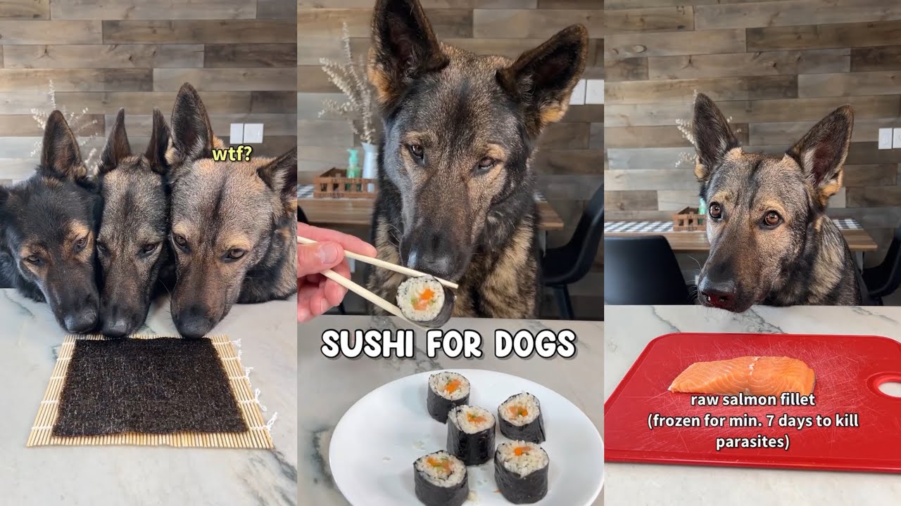 Sushi For Dogs Recipe