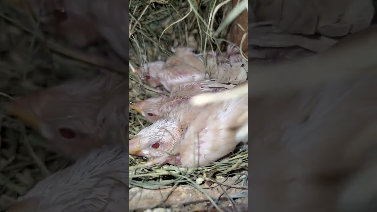 Exhibition Pastel Fawn Breeding Performance 