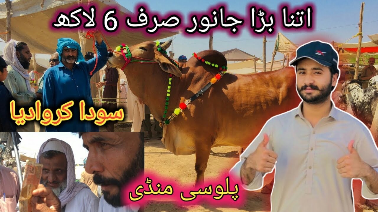 Palosi Mandi Live Dealing And latest rates updates Peshawar Maweshi Mandi 31 May cow mandi 2024