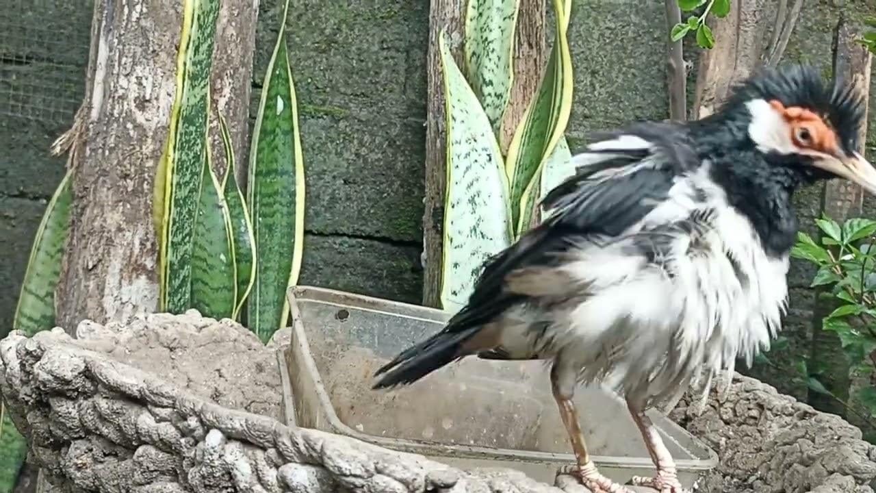 JALAK SUREN DI MUSIM HUJAN DOMINAN GAK MAU BUNYI