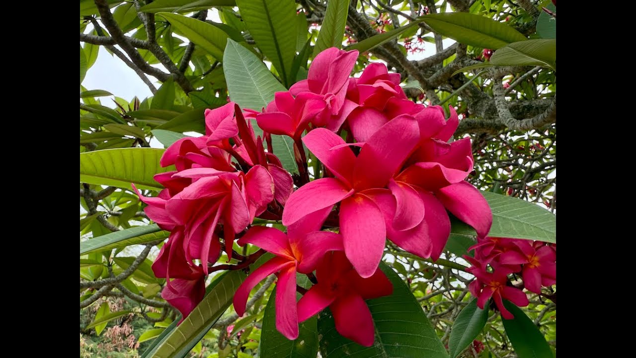 Ботанический сад кратера Коко!! Экскурсия по кактусам и суккулентам в Гонолулу, Гавайи — Часть 1 ...