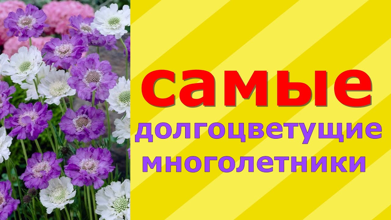 Подборка самых долгоцветущих многолетних цветов для украшения вашего сада!