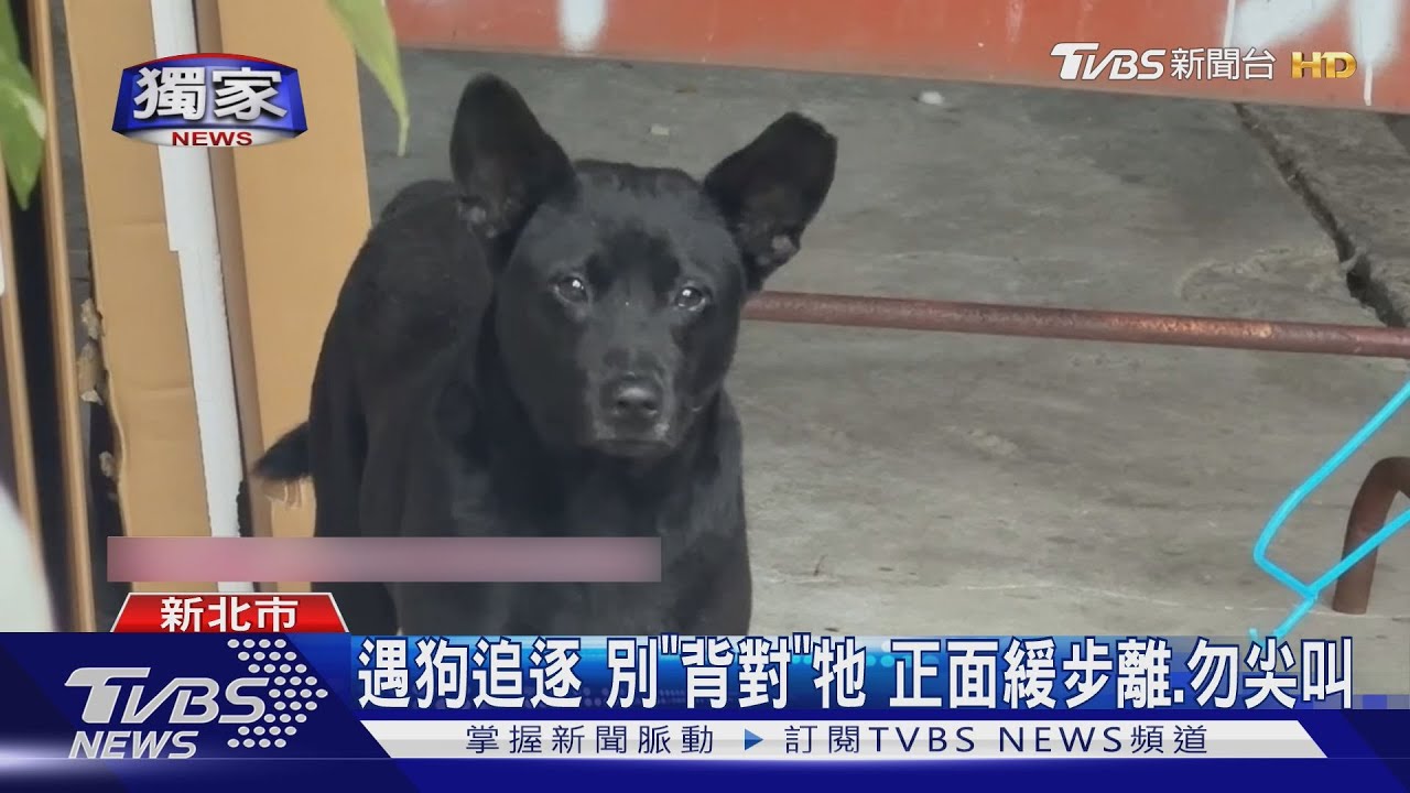 #獨家 追郵差又追外送員 黑狗咬人 手濺血見骨 ｜TVBS新聞 @TVBSNEWS01