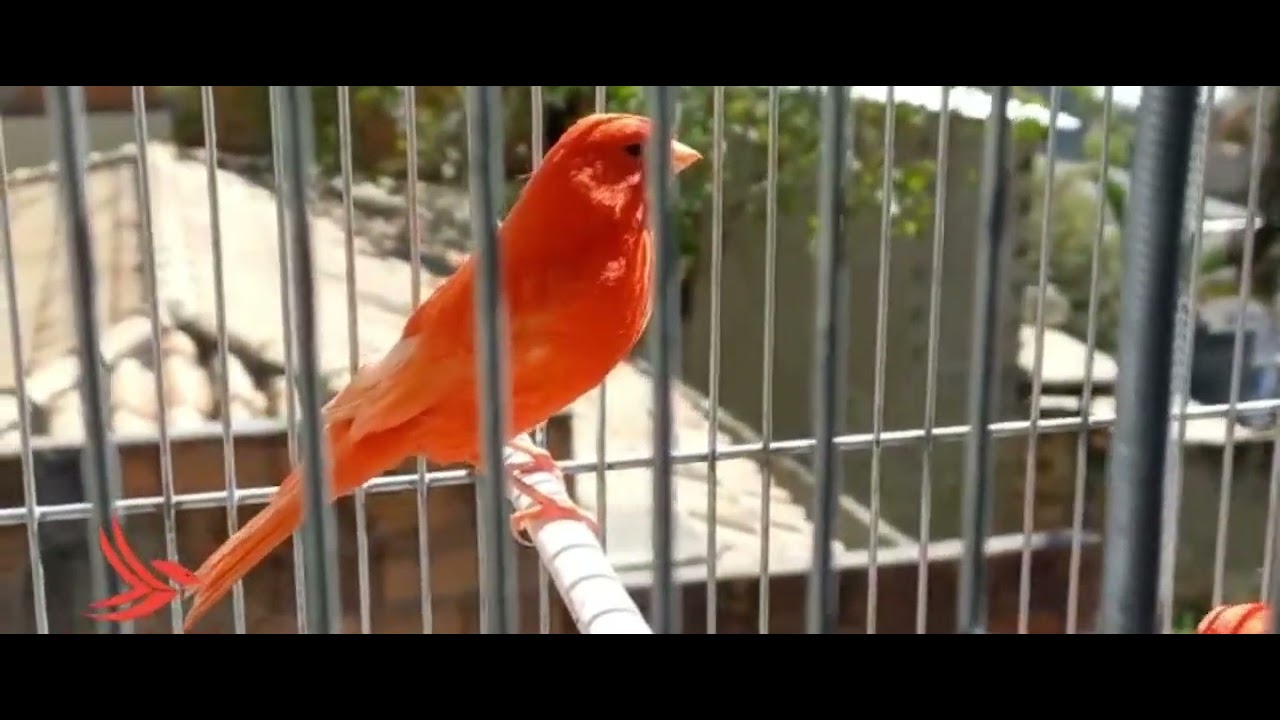 QUAL &Eacute; A IMPORTANCIA DO SOL PARA AS AVES ?