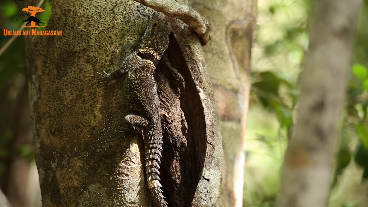 Ankarafantsika Nationalpark
