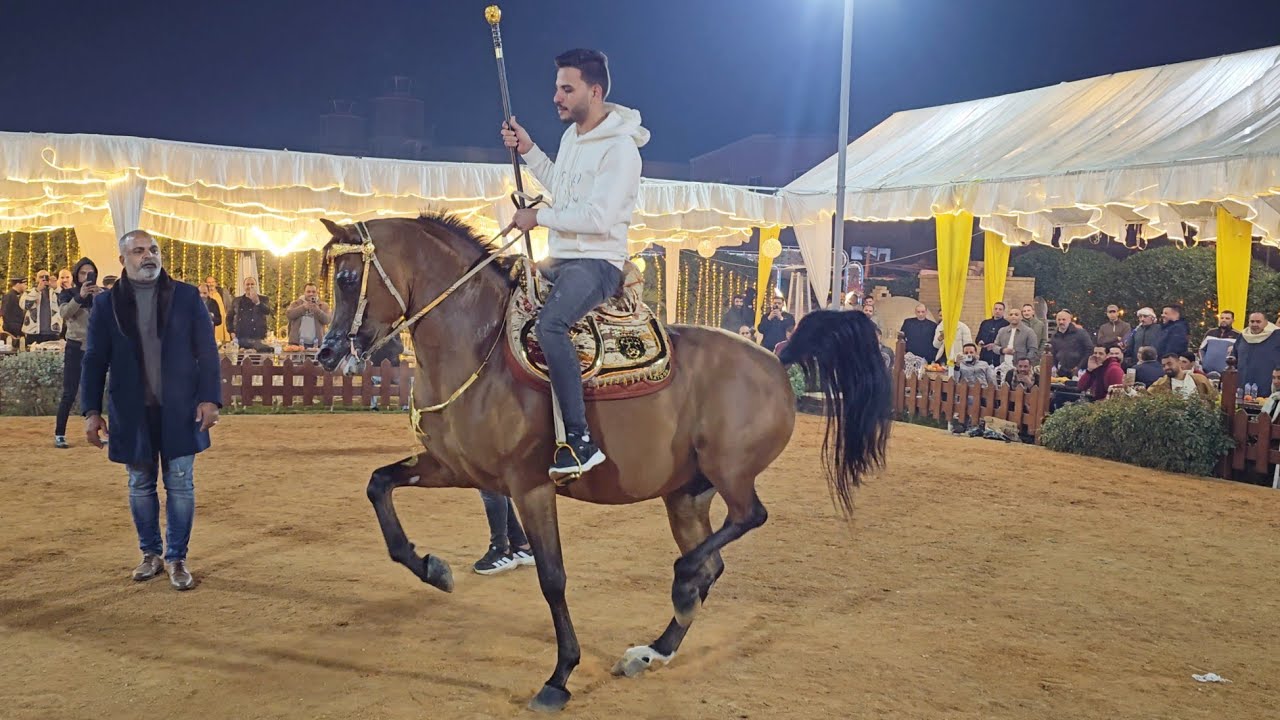 الحكومة و ابراهيم غزال حفلة محمد كمال 2026