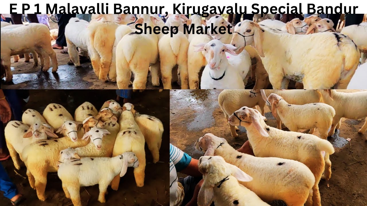 E P 1 Malavalli Bannur, Kirugavalu Special Bandur Sheep Market /  ವಿಶೇಷ ಬಂಡೂರು ಕುರಿ ಮಾರುಕಟ್ಟೆ