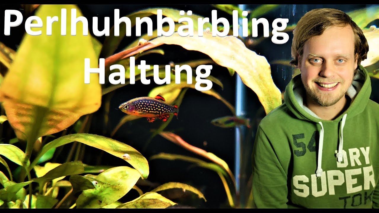 Haltung von Perlhuhnbärblingen - Danio margaritatus