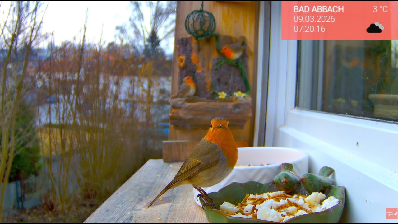 10.03. Vögel am Fensterbrett 🐦 Die Vogelwelt live & ganz nah erleben