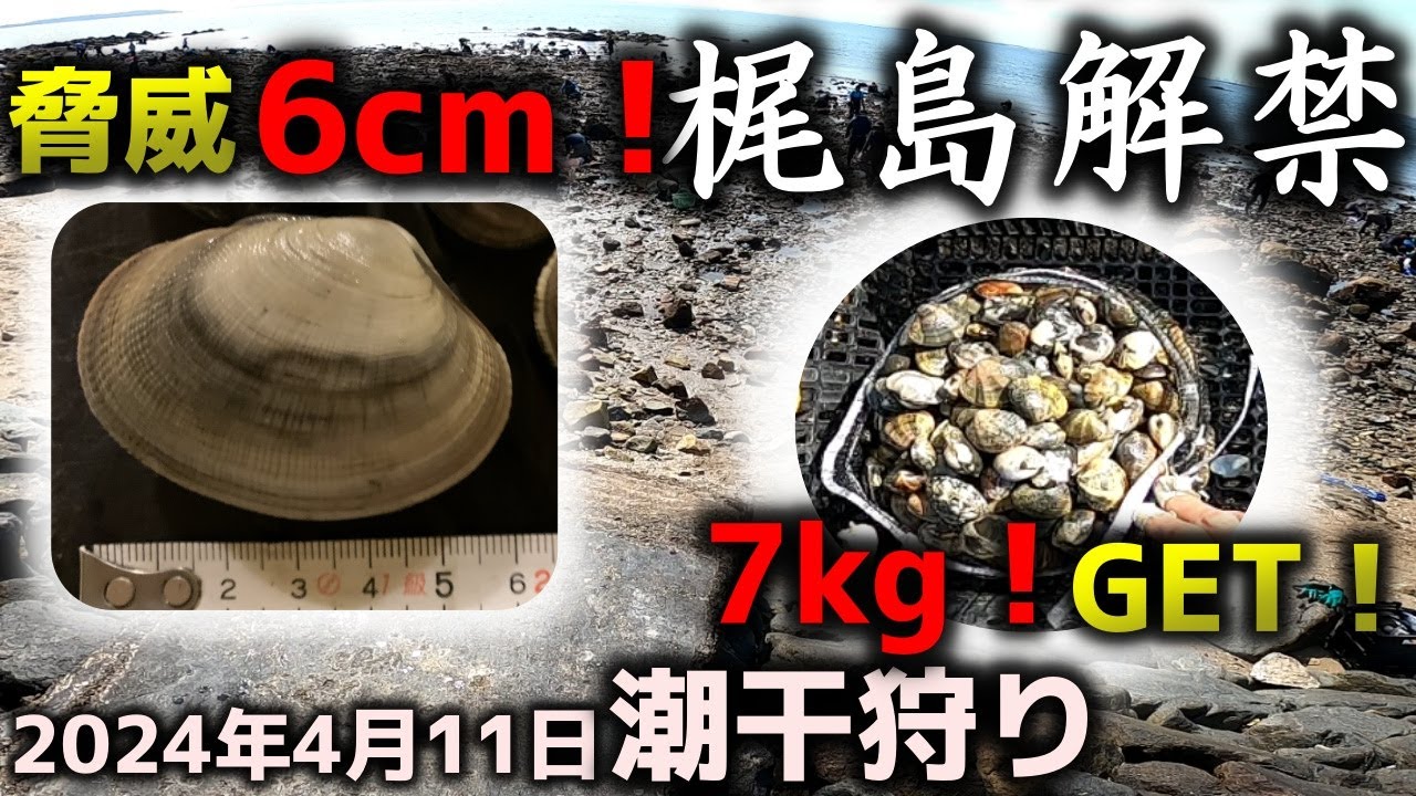 【潮干狩り】梶島解禁！脅威6cm出た！7kg確保！2024年　愛知県吉良