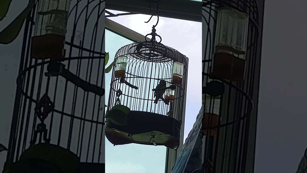 Yellow Eye Finch Singing 