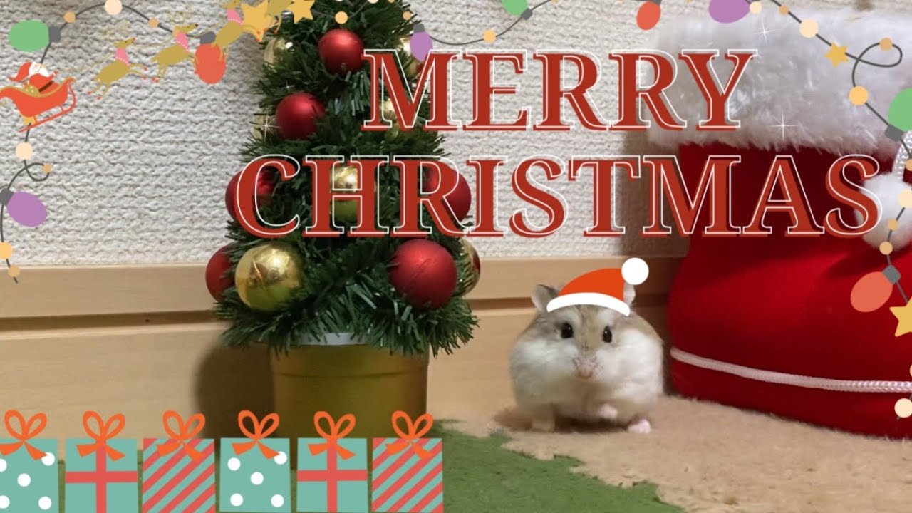 ロボロフスキーハムスターのクリスマスイヴ