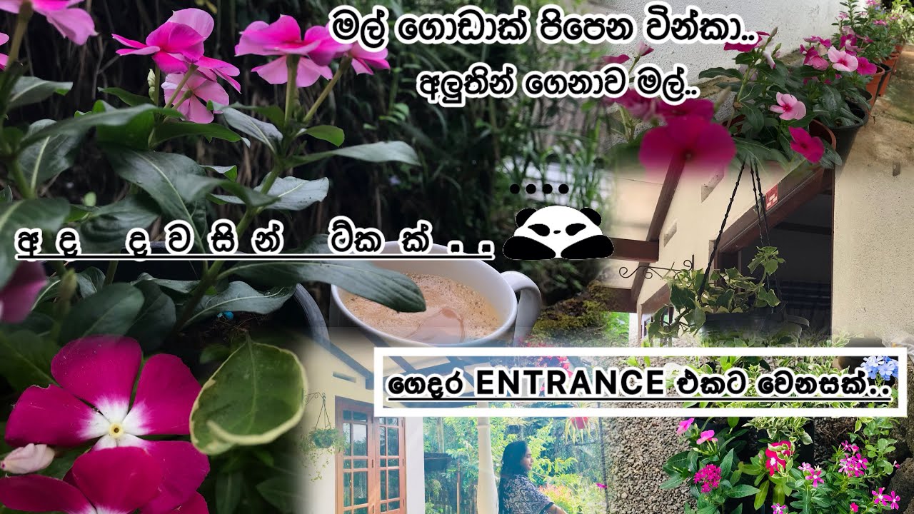 ගෙදර Entrance එකට අලුත් පෙනුමක් එක්ක..අලුතින් එකතු උන මල්.. #flowers #gardening #anthurium #home