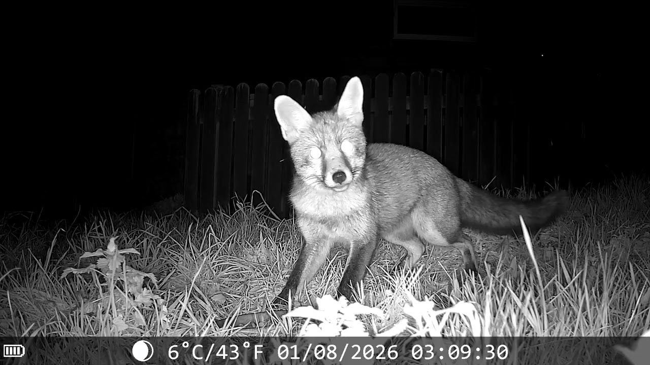 Our Fox family