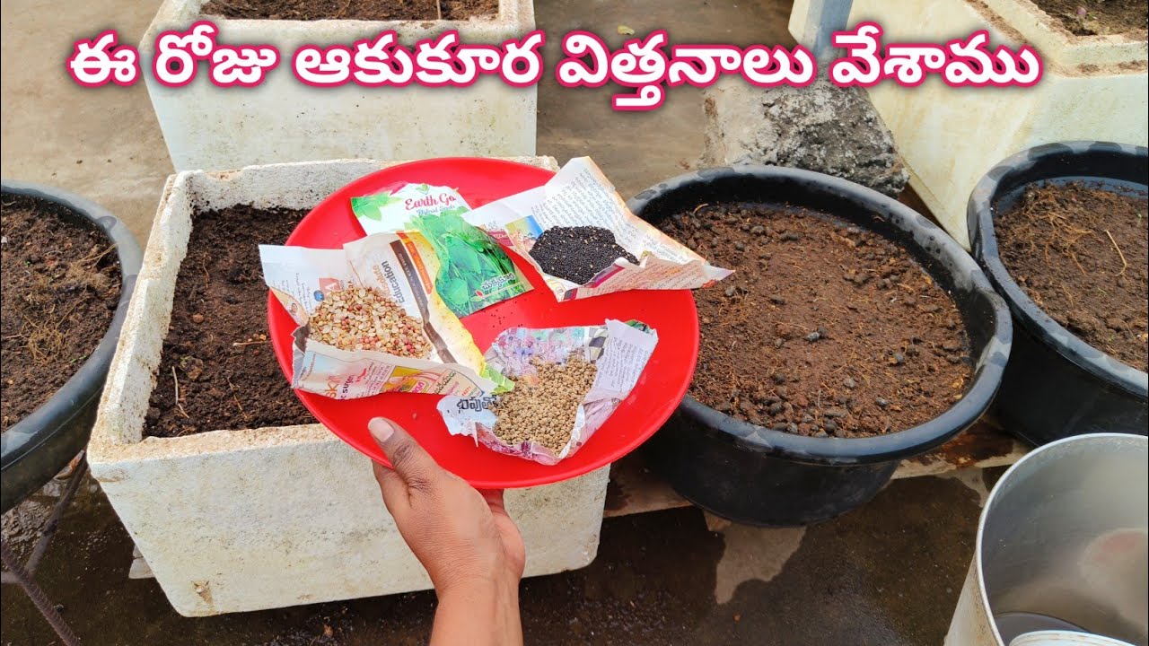 ఈ రోజు గార్డెన్ లో ఆకుకూర విత్తనాలు వేశాము |How to grow Leafy Vegetables at home @homemakerstrategy 