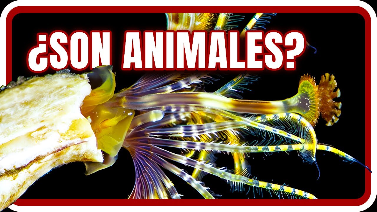 ANIMALES Que Parecen PLANTAS Pero Que Son ANIMALES XD