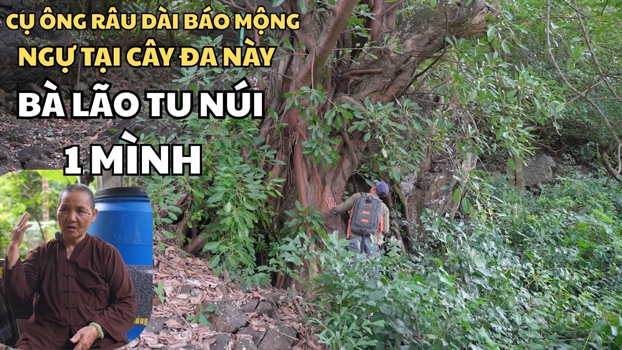 Bà Lão Tu Núi 1 Mình Được Cụ Ông Râu Dài Báo Mộng Về Cây Đa Cổ Thụ Ôm Đá