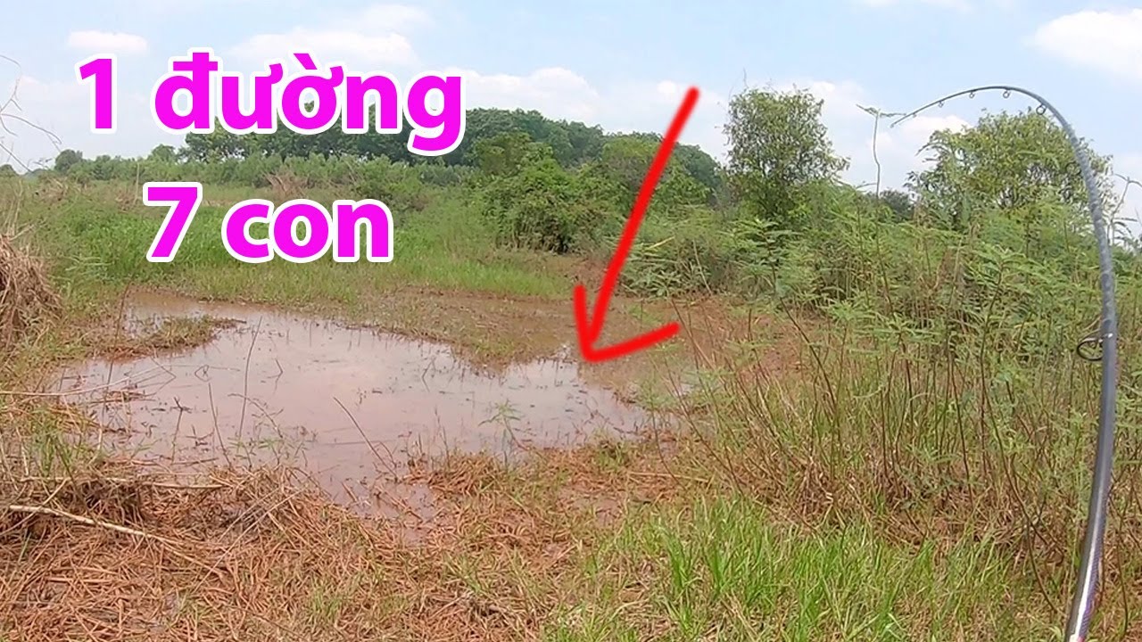 1 đường câu 7 con cá lóc| Câu rê cá lóc