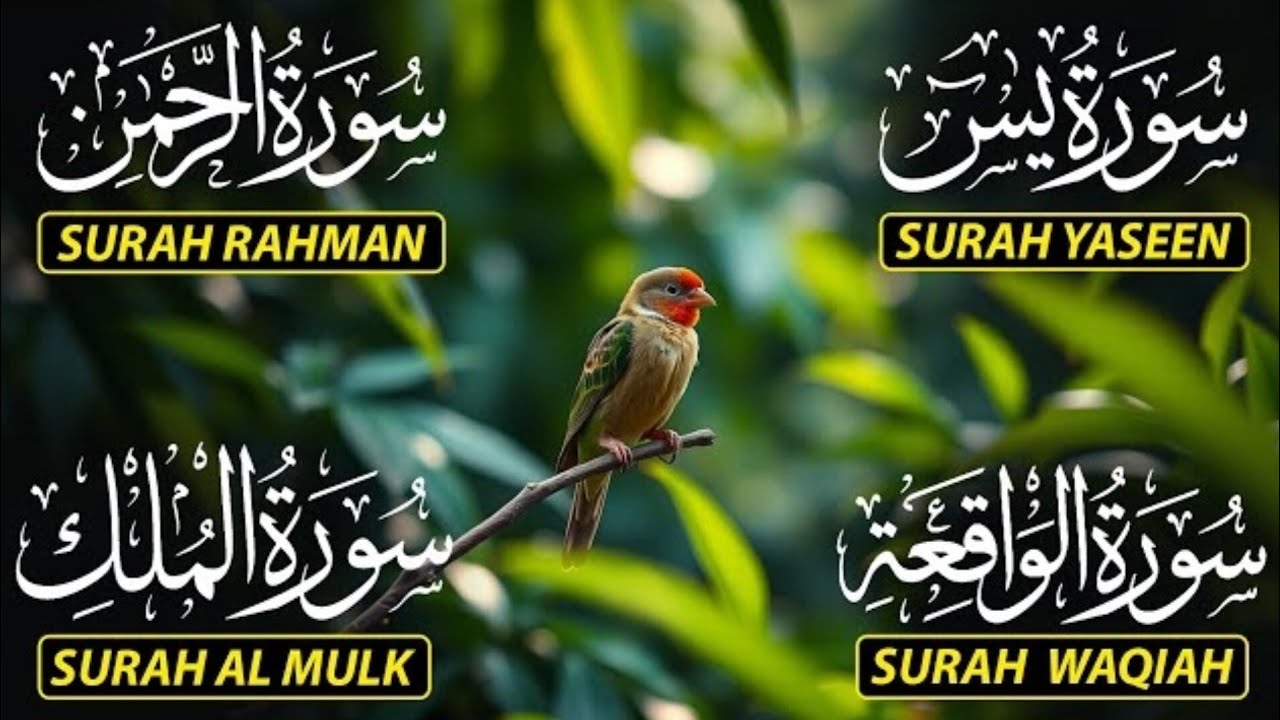 Surah Yasin ❤️ Surah Rahman ❤️ Surah Waqia ❤️ Surah Mulk | DAILY MANZIL 656 |beautiful Quran tilawat