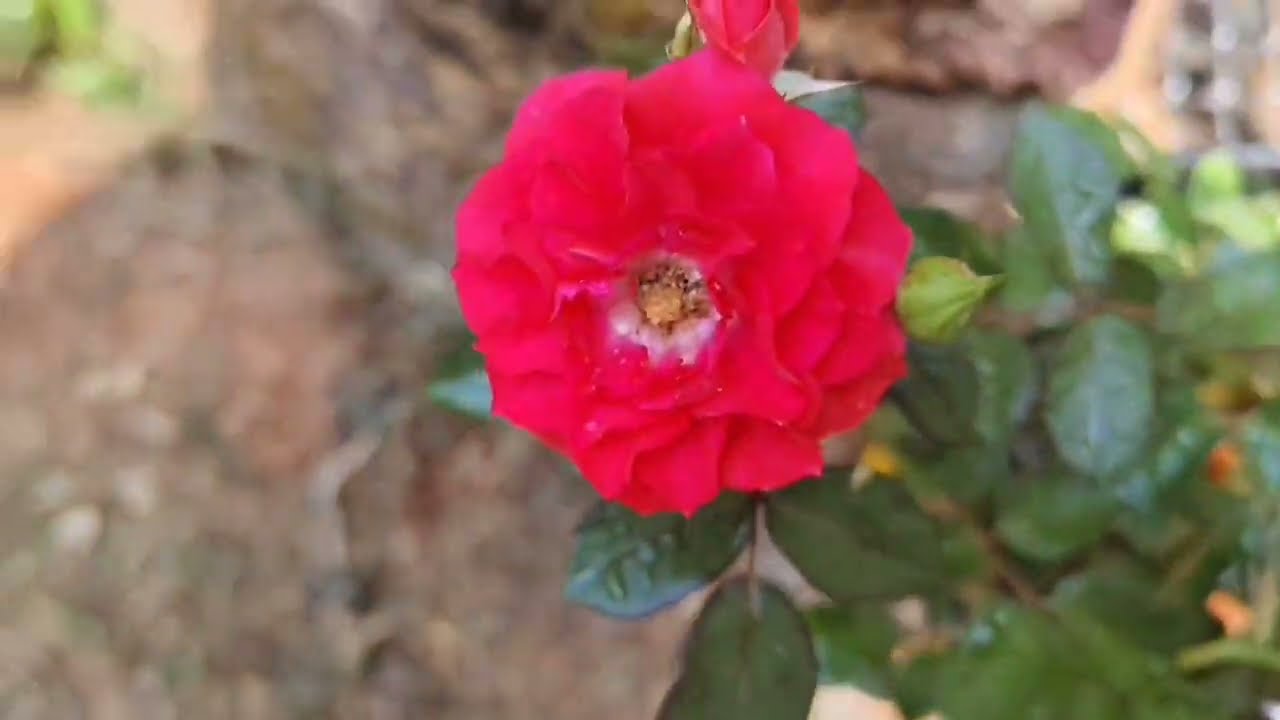ഇന്ന് രാവിലത്തെ വിശേഷങ്ങൾ