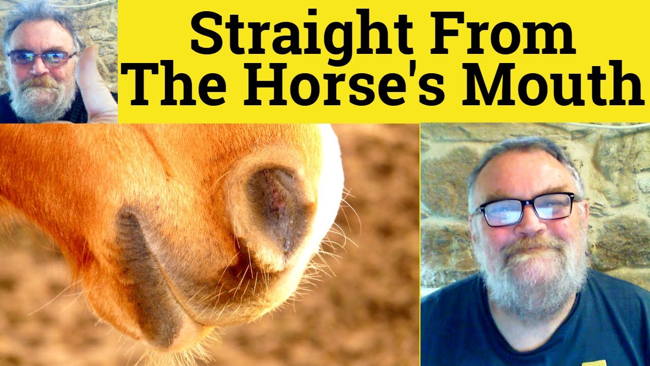 🔵 Straight From The Horse's Mouth Meaning - Straight From The Horse's Mouth Definition Horse's Mouth