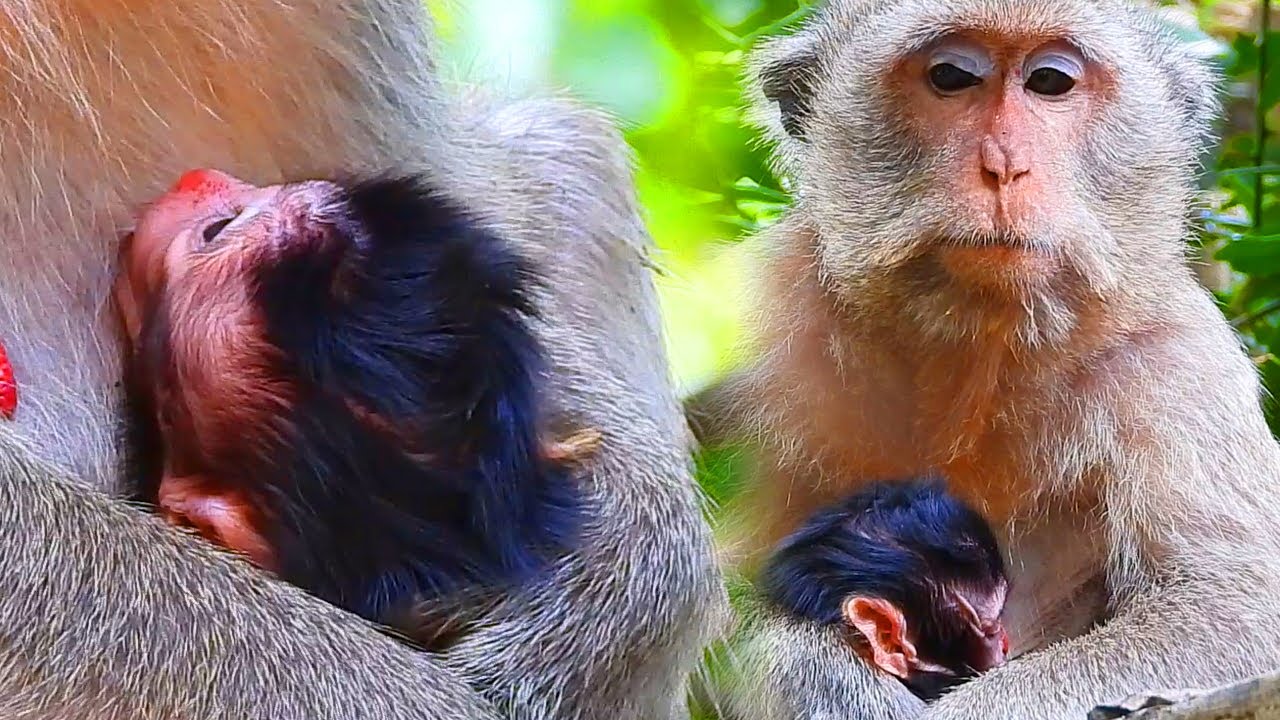 Old mother monkey Marci tries to sit up as much as she can, and maybe facilitate nerve spasm