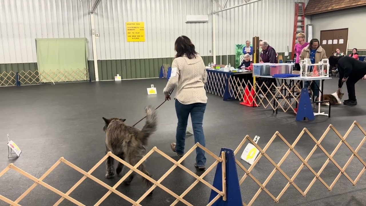 Bodhi Rally intermediate Third Leg Toledo Kennel Club 3/1/2026