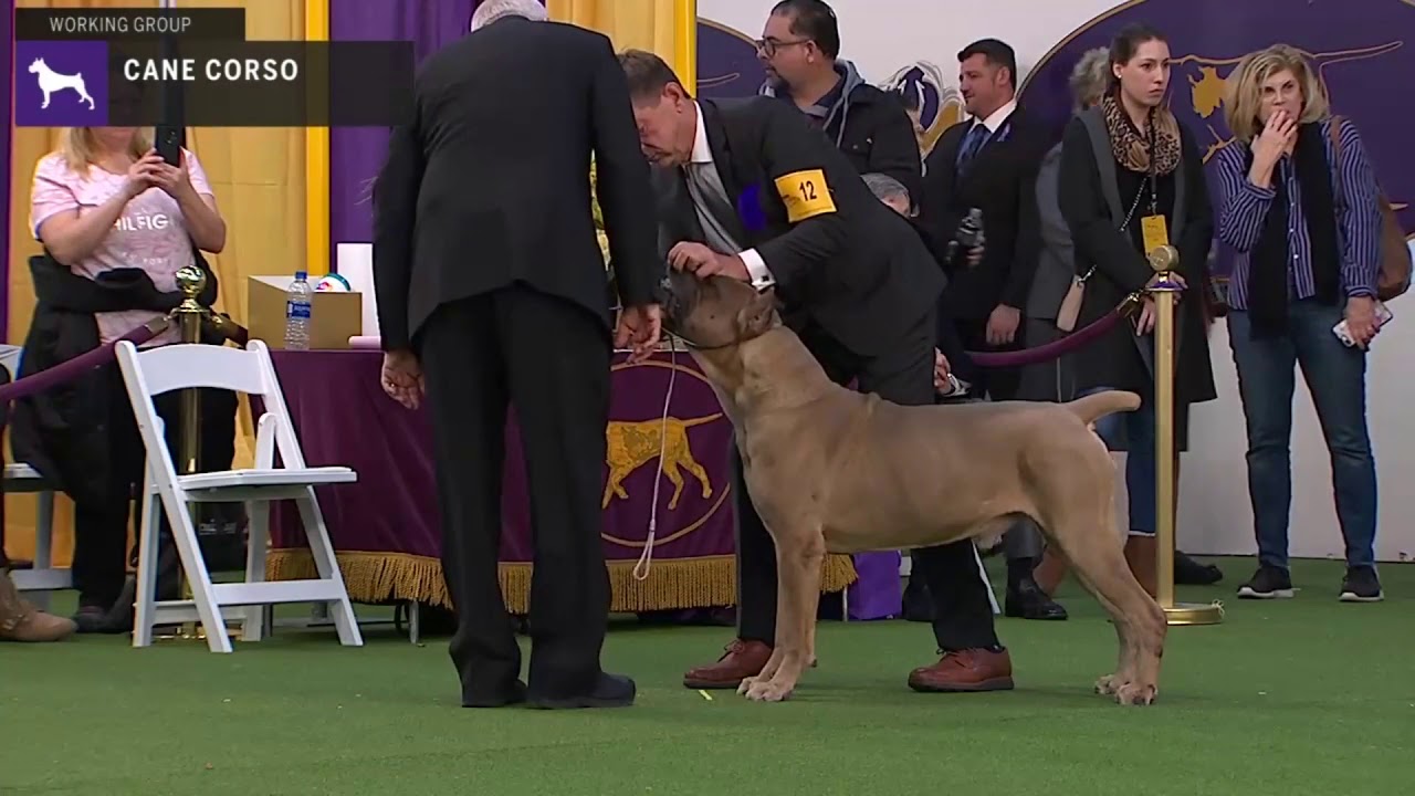 Cane Corso | Breed Judging 2020