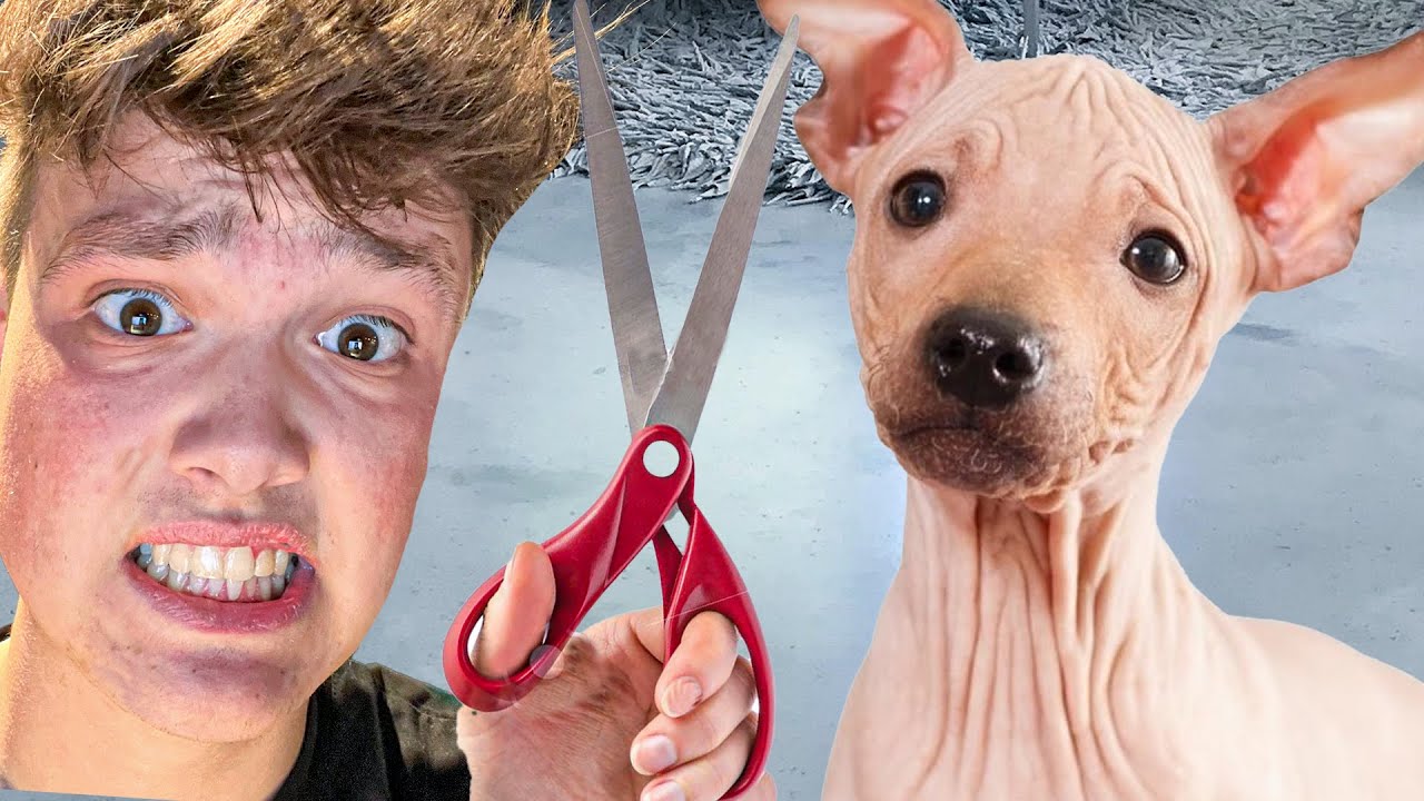 Ich schneide meinem HUND die HAARE! (geht schief)
