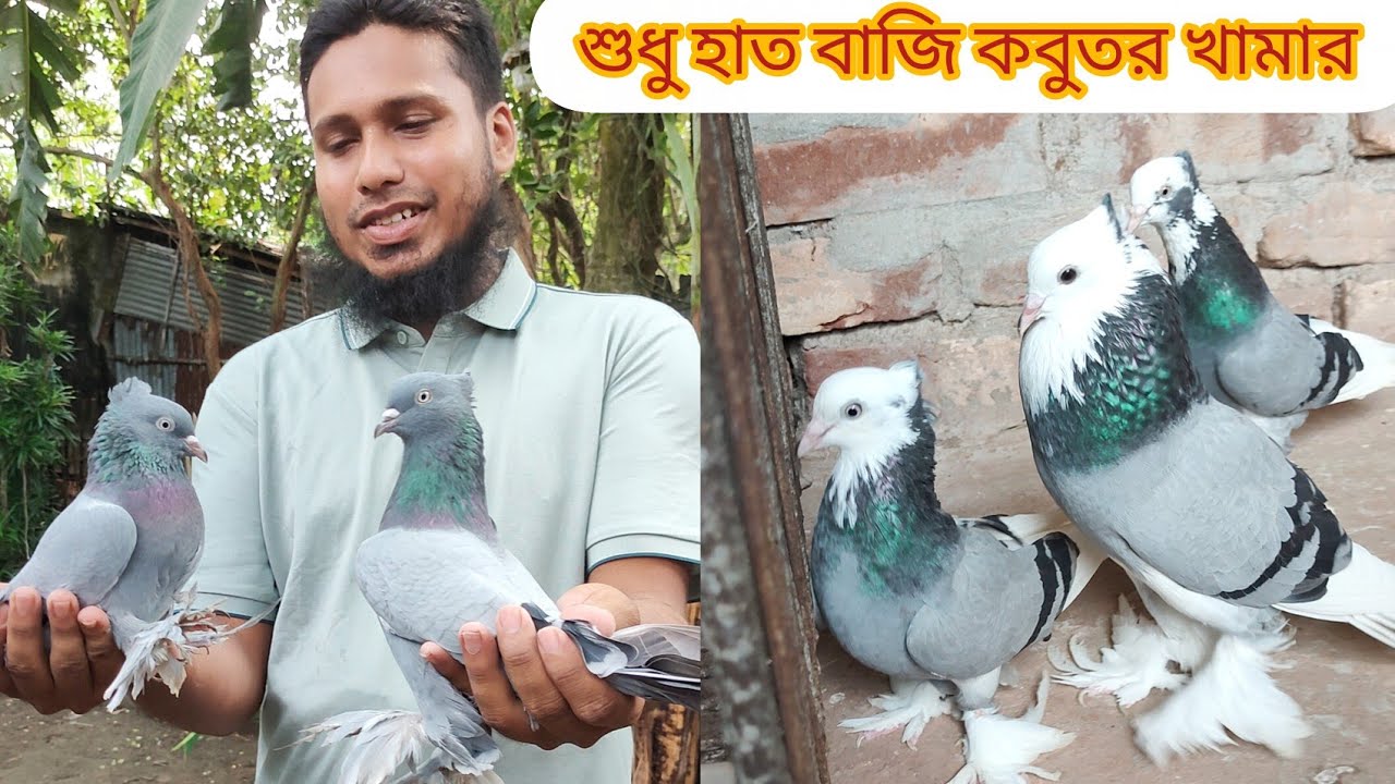 শুধু রুম বাজি কবুতর খামার  নাইম ভাইয়ের উন্নত মানে রাজশাহী গিরিবাজ কবুতর #giribaj #pigeon #kabutar 