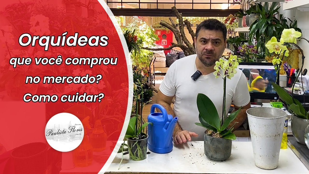 Como cuidar da ORQUÍDEA que você comprou no Mercado ou no Garden?
