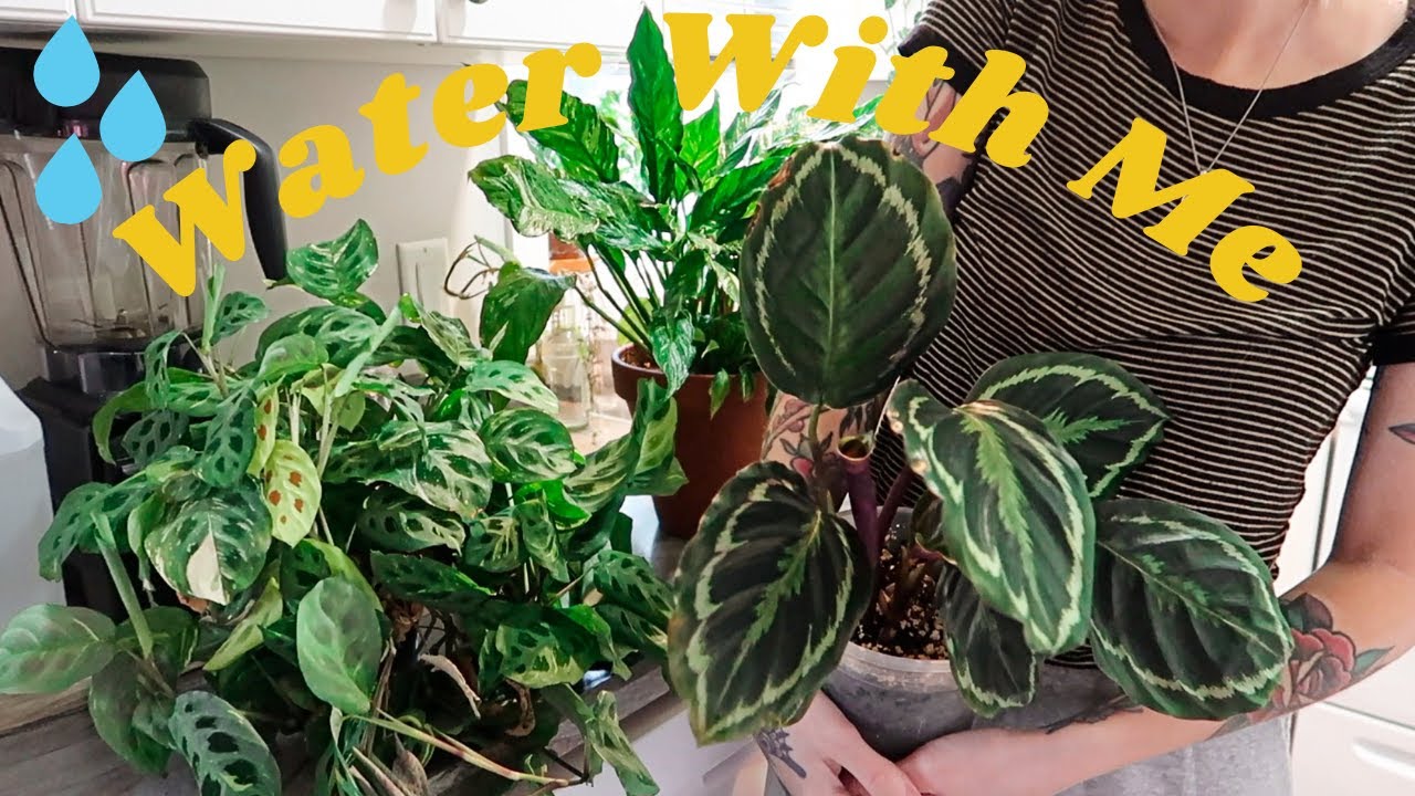 Relaxing Water With Me 🌿 Watering + Chatting About My Houseplants (Calathea, Maranta, Nepenthes etc)