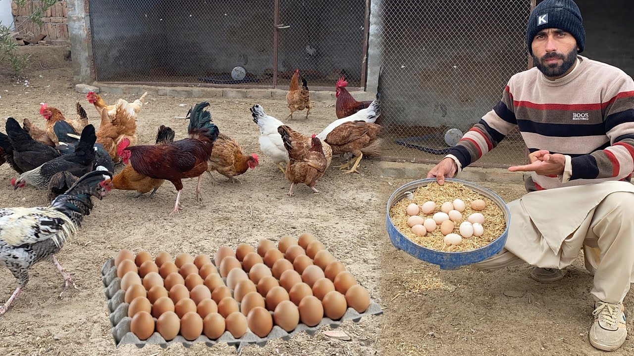 Aj Itny Ziada andy mily 😲How to increase egg Production in Winter 🥚 Pets Lover in Punjab 