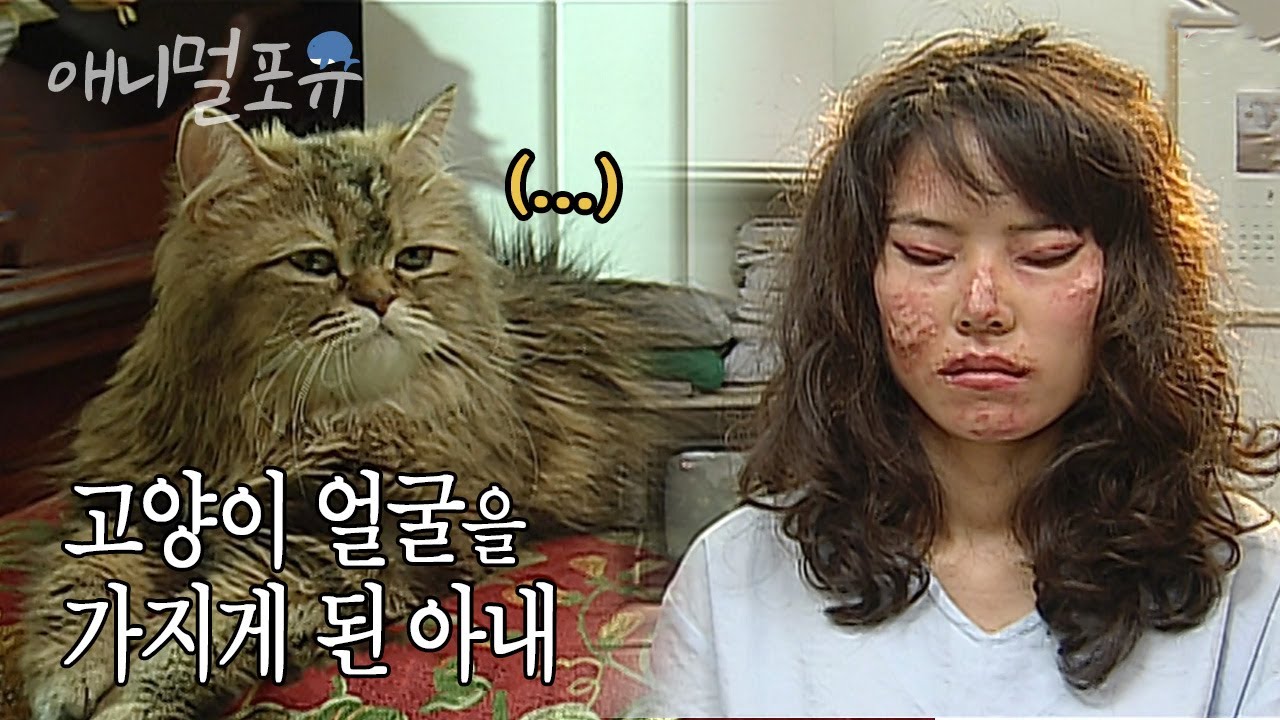 고양이가 되고 싶었던 성형 중독 여자 | KBS 스펀지 090424 방송