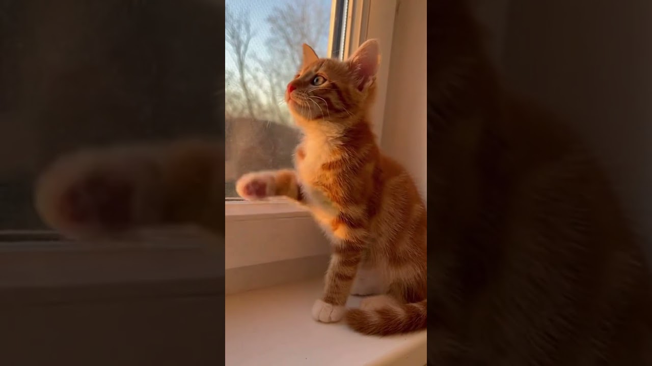🐱🐾✨ Tiny Hunter Chatter