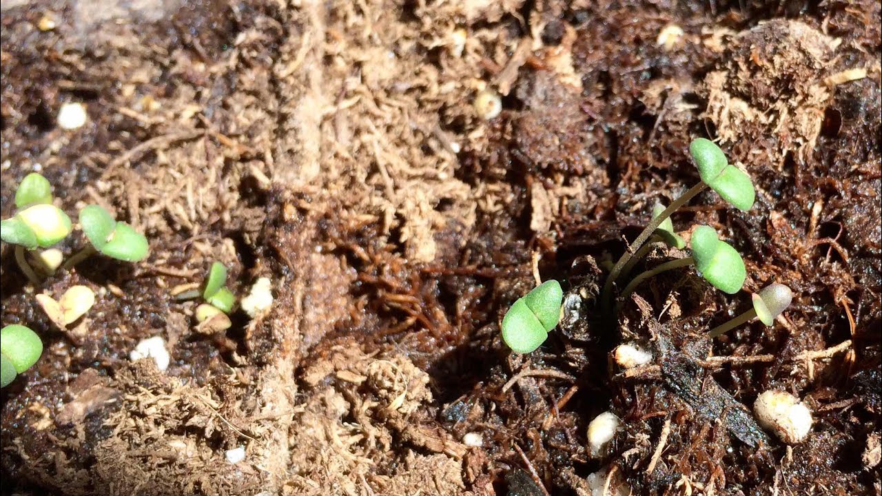 Propageting Herb and Zahtar Plants - Seeds and Cuttings