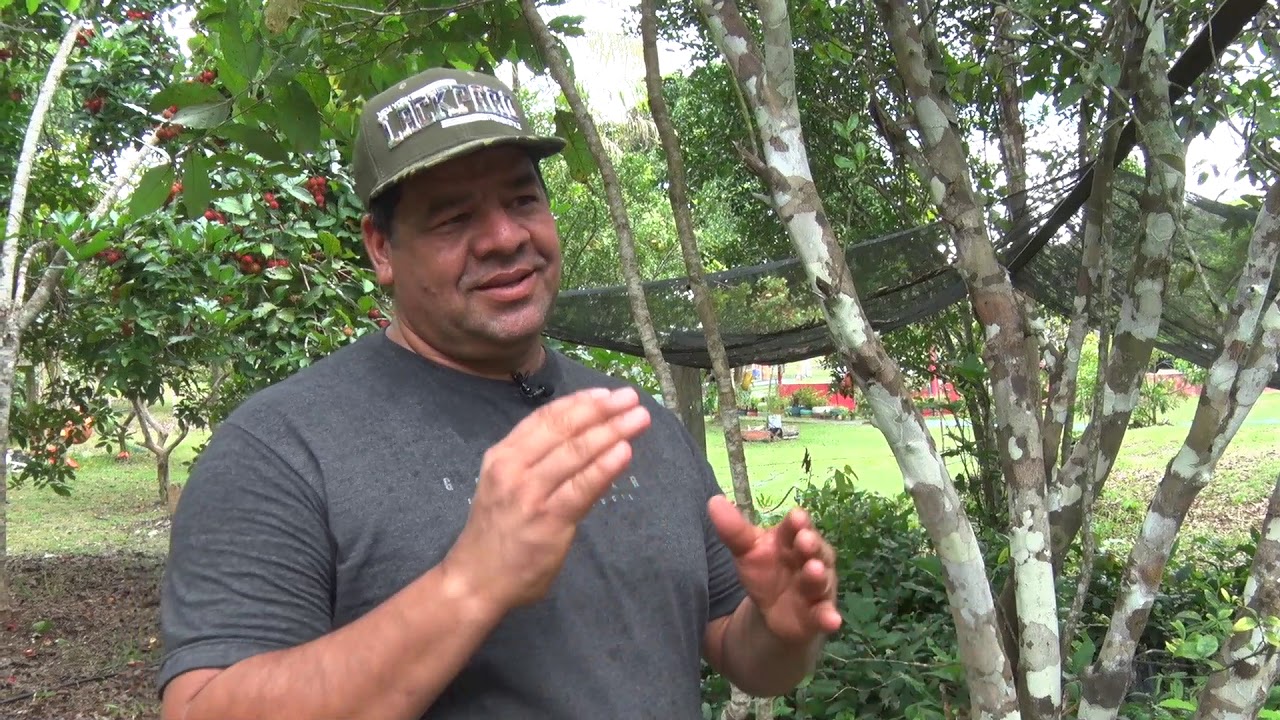 Rambutã é uma fruta asiática que está produzindo bem em Rondônia